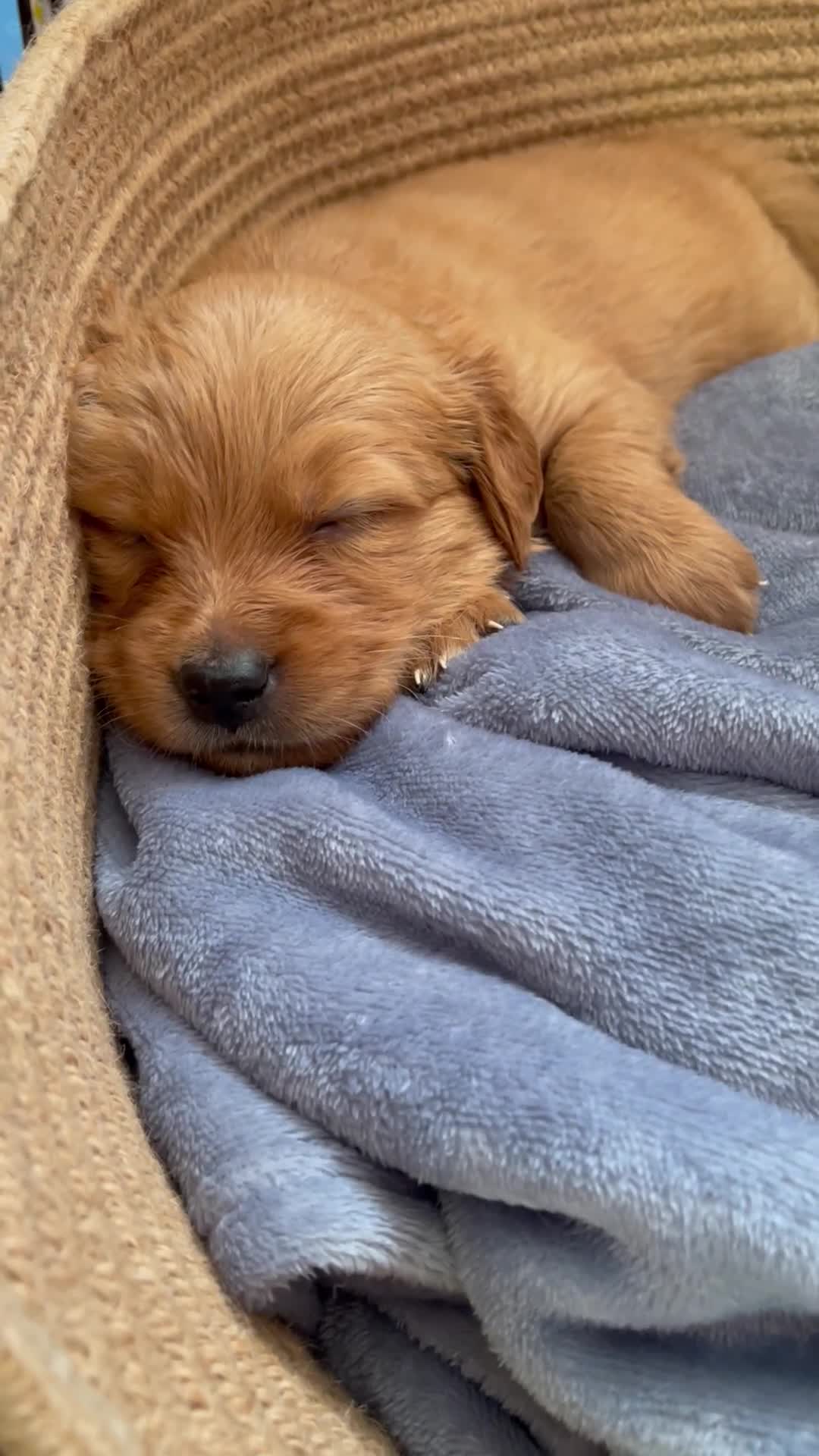 Golden Retriever dogs for sale: KC golden retriever puppies - Video 2