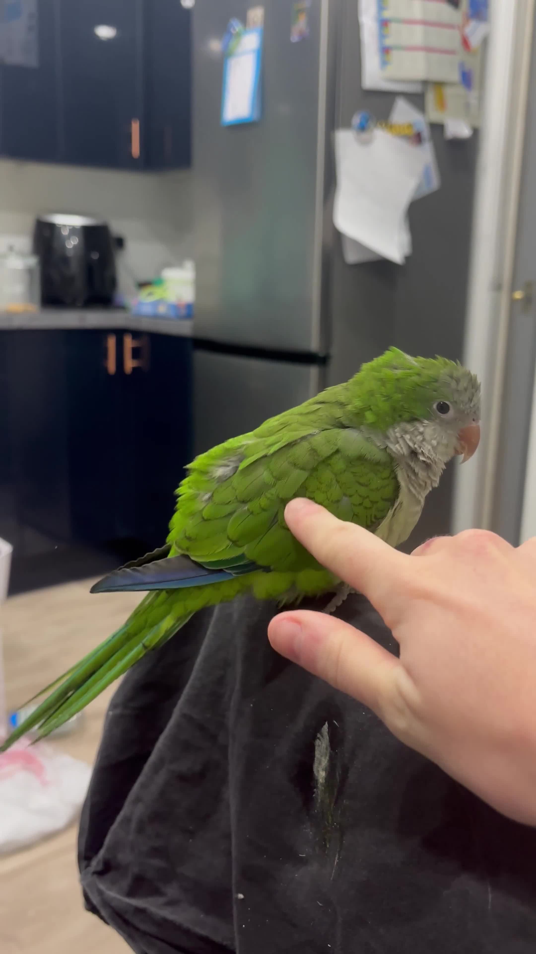 Parrots birds for sale: Rocky -Quaker  - Video 2