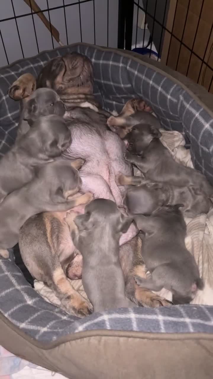 French Bulldog dogs for sale: Kc Reg Micro frenchies for sale - Video 1