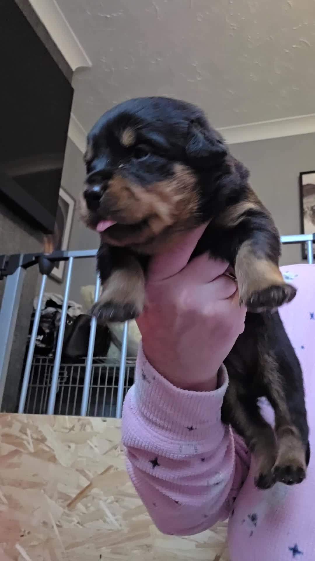 Rottweiler dogs for sale: Chunky rottweiler pups - Video 1