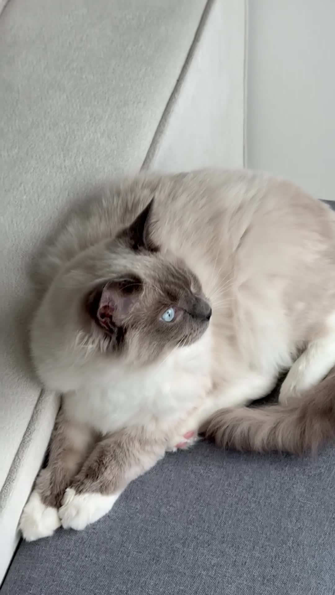 Ragdoll cats for sale: Beautiful Blue point mitted Ragdoll  - Video 2