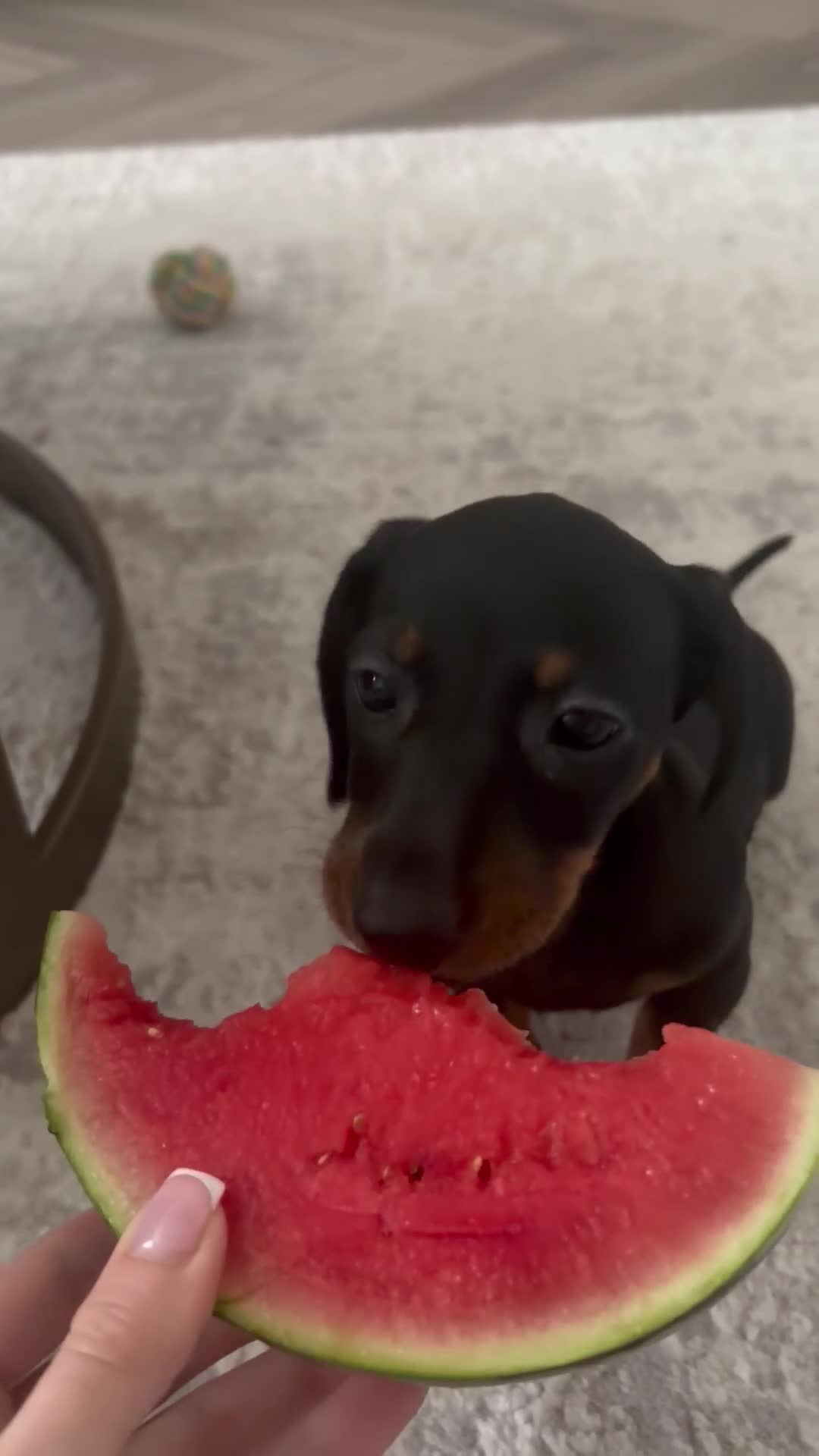 Miniature Dachshund dogs for sale: female mini dachshund  - Video 1