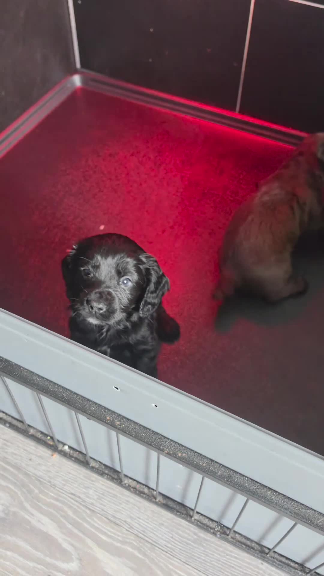 Cocker Spaniel dogs for sale: Champion Line Working Cocker Spaniel Puppies  - Video 3