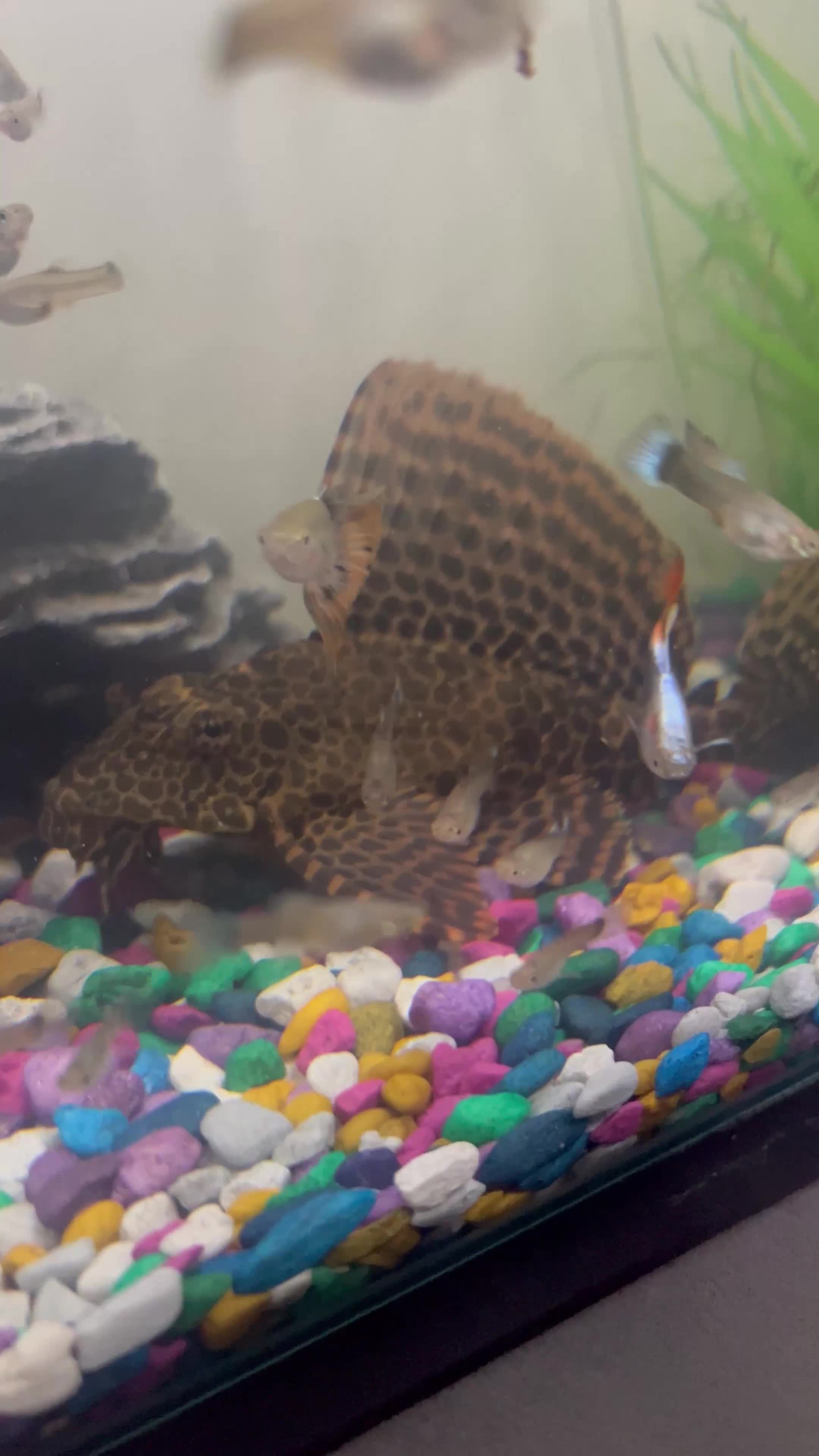 Plecos fish for sale: Large pleco 14cm  - Video 2