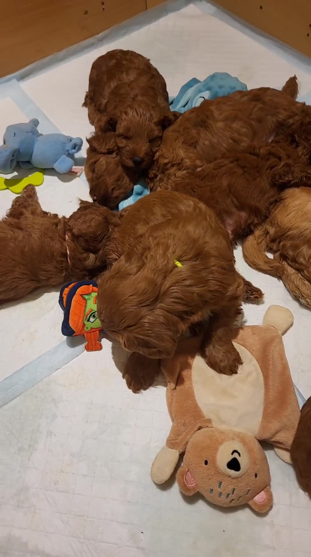 Cockapoo dogs for sale: Golden and Apricot Red F1b Cockerpoos for sale! - Video 1