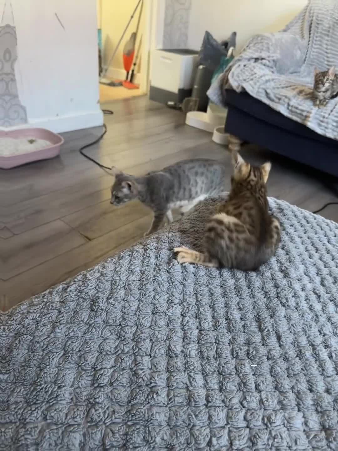 Bengal cats for sale: Bengal kittens - Video 4
