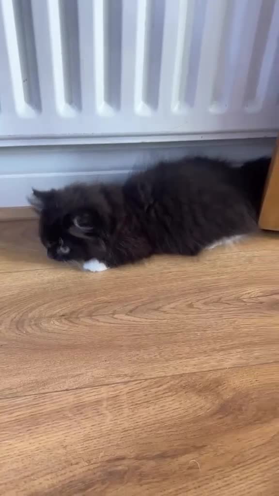 Munchkin cats for sale: 1 FEMALE LEFT Rare DWARF PERSIAN Munchkin Kittens - Video 3
