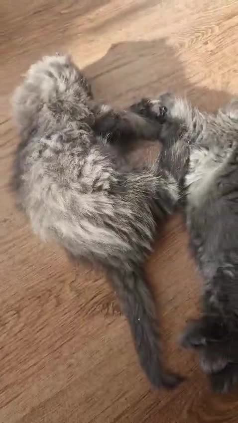 British Longhair cats for sale: Gorgeous Blue British longhair kittens - Video 1