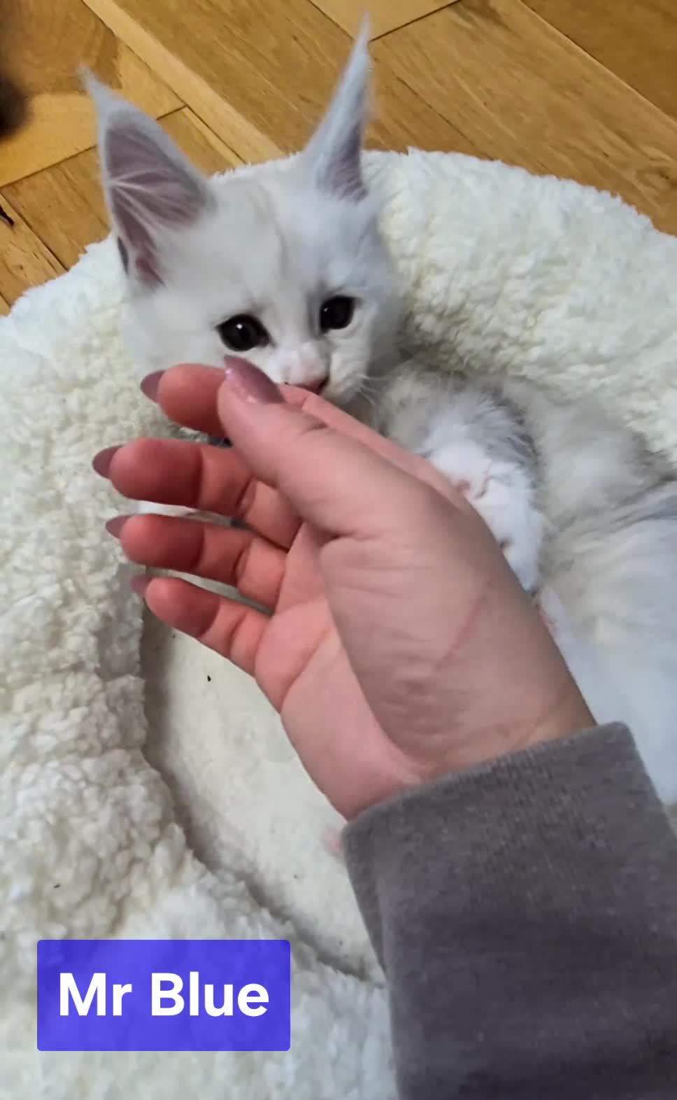 Maine Coon cats for sale: GCCF Pedigree Maine Coon Shaded Kittens - Video 2