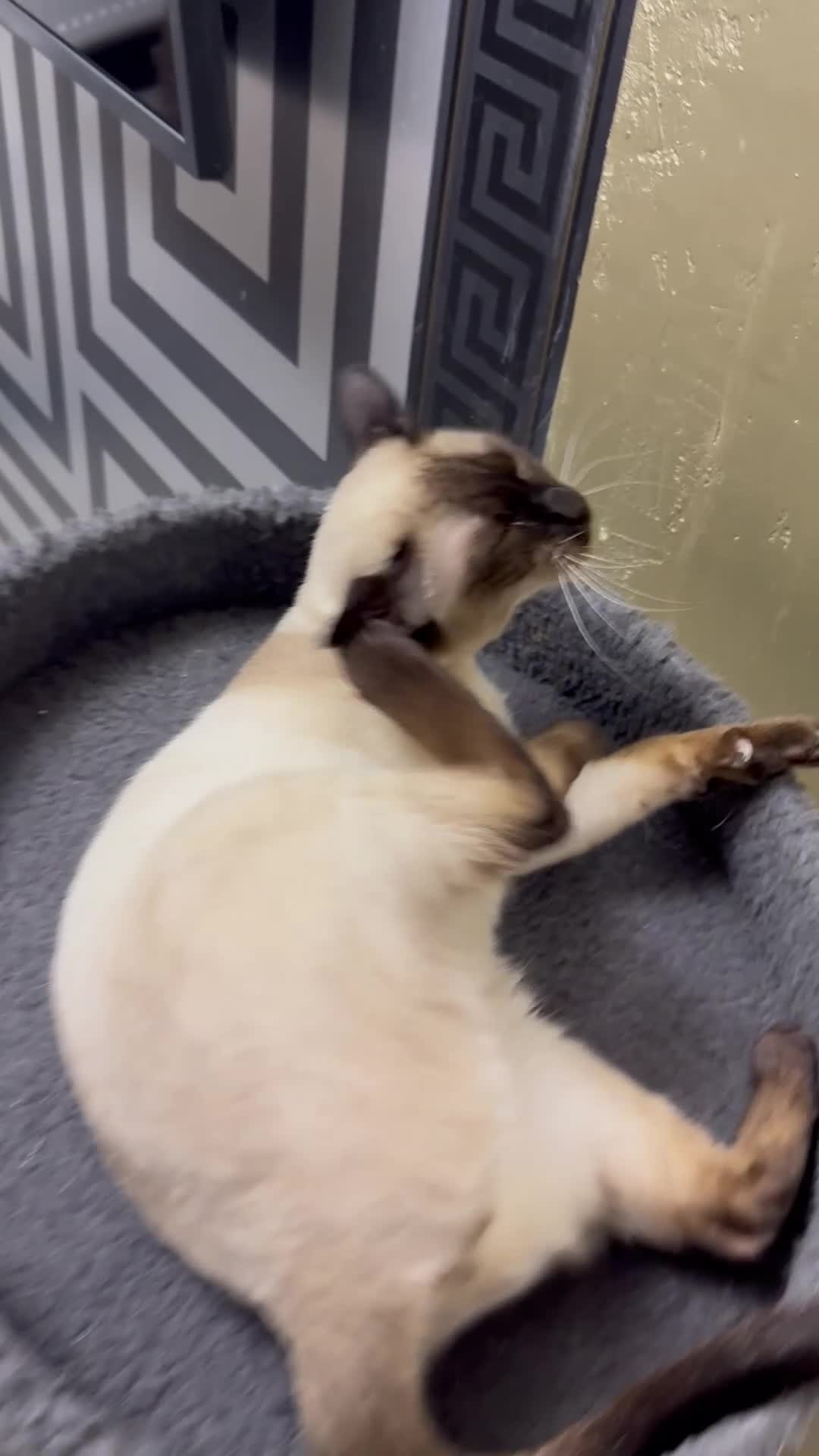 Siamese cats for sale: 4 years old neutered Siamese girl  - Video 1