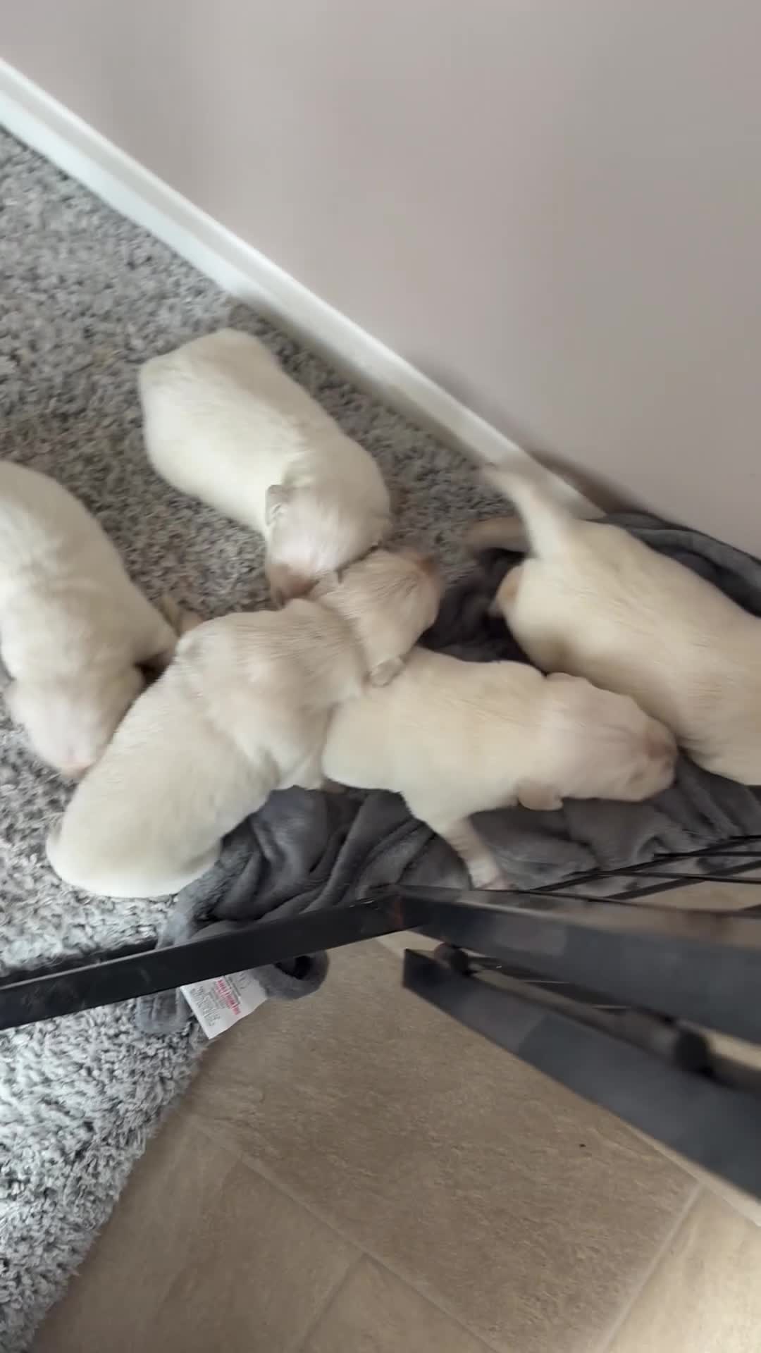 Goldador dogs for sale: Goldador puppies first litter - Video 2