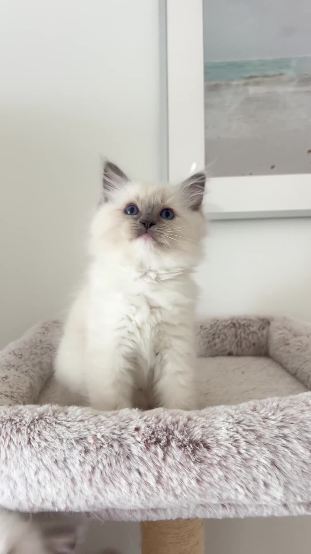 Ragdoll cats for sale: Seal Lynx Bicolour Ragdoll female ready now 💕 - Video 3