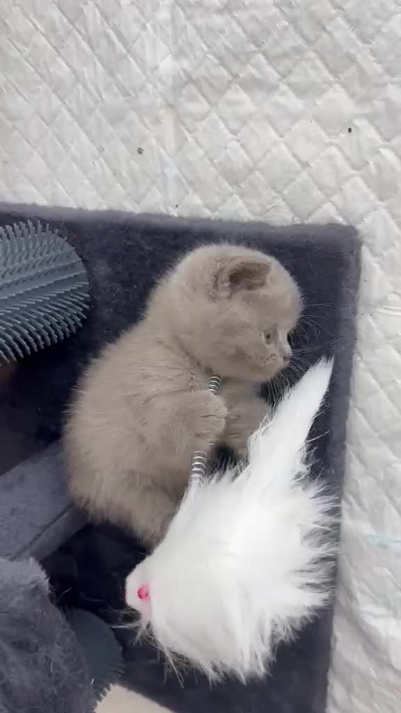 British Shorthair cats for sale: Stunning litter of x7 British short hair kittens  - Video 2