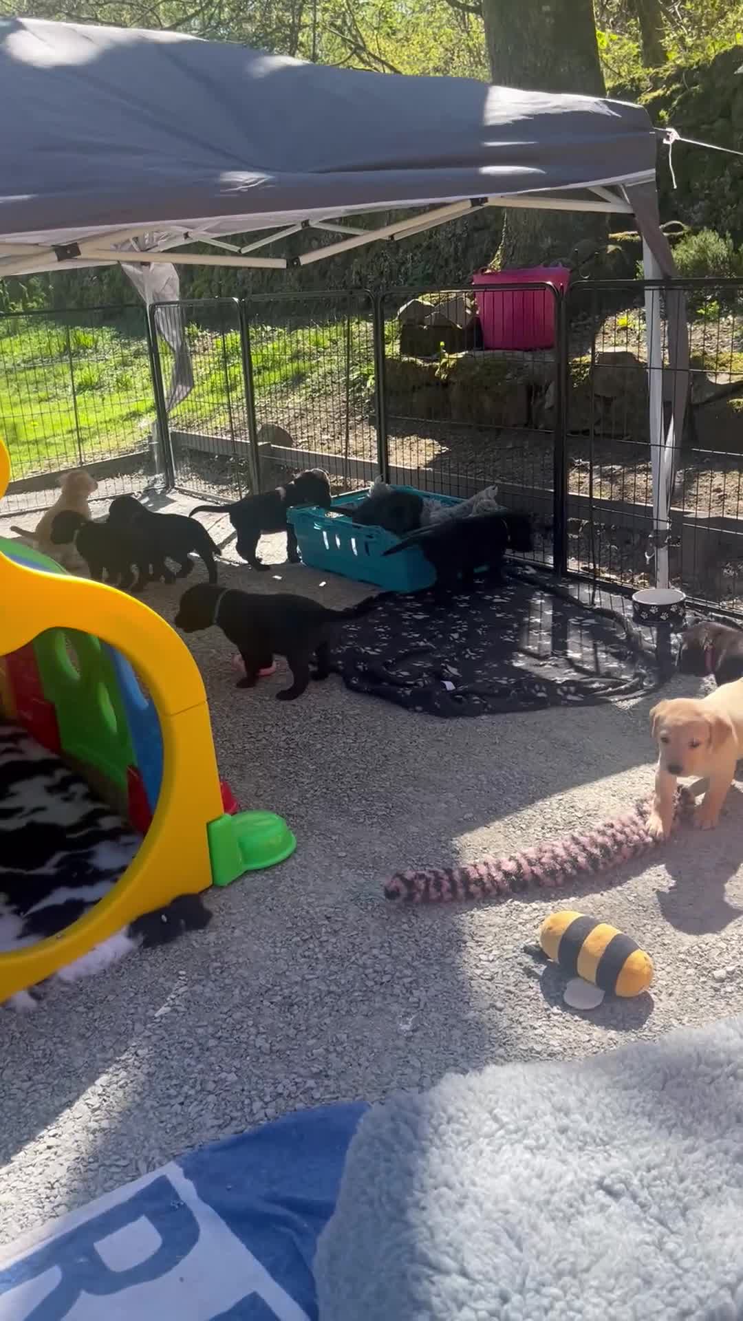 Labrador Retriever dogs for sale: Quality litter by FtCh Rowpainter Othello  - Video 1