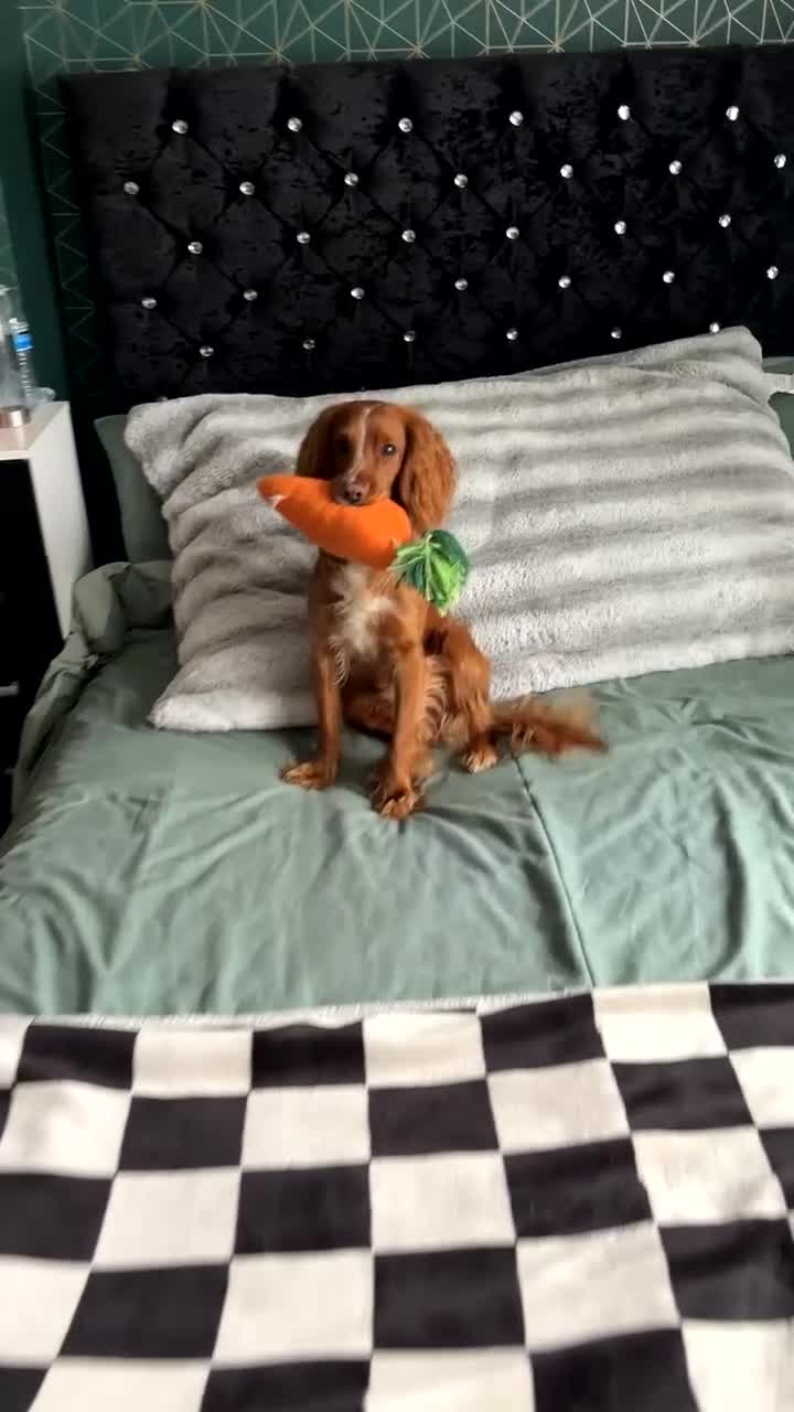 Cocker Spaniel dogs for stud: Working cocker spaniel  - Video 1