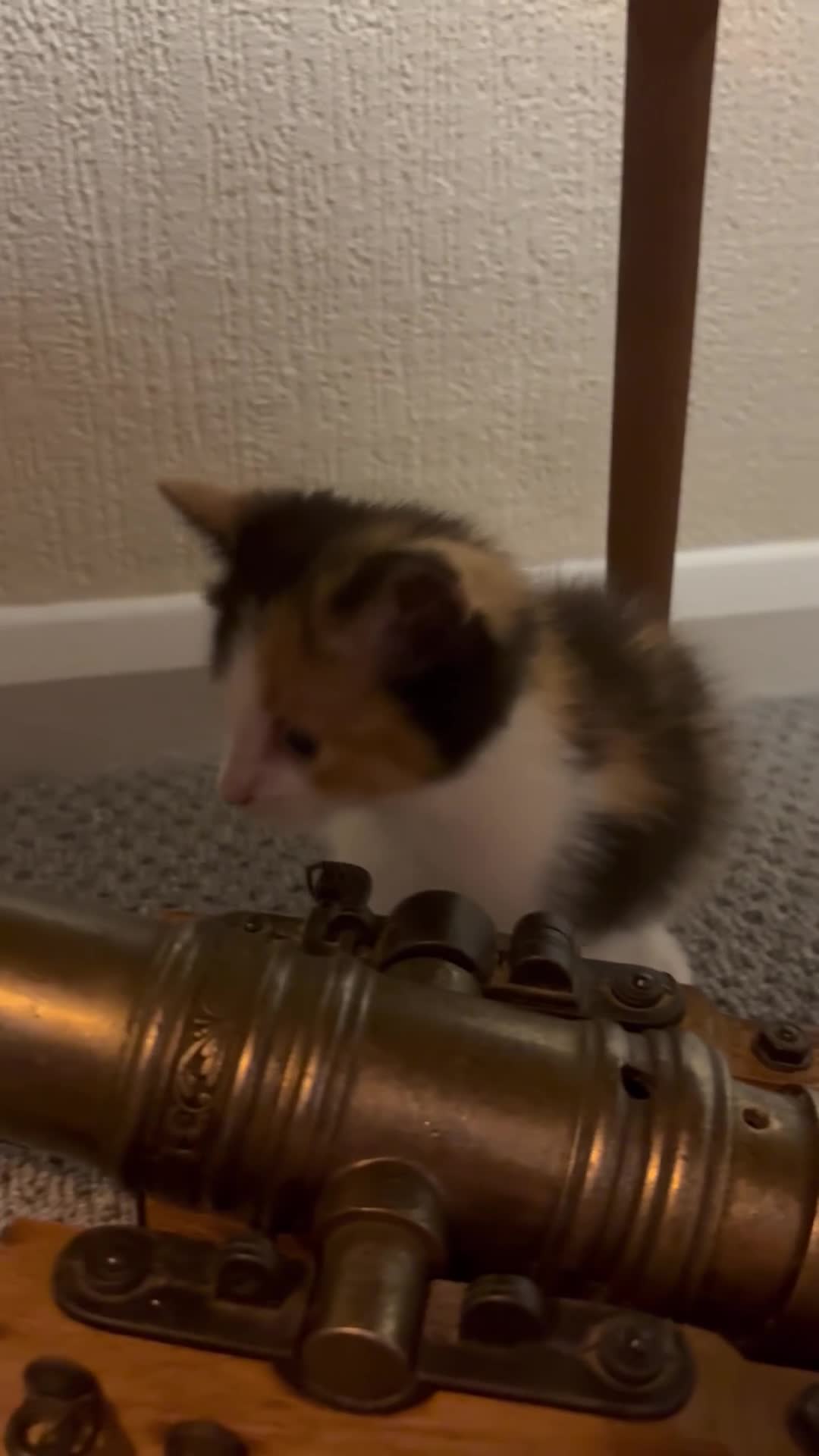 Mixed Breed cats for sale: 6/7 Week old Tortoise Female Kitten - Video 1