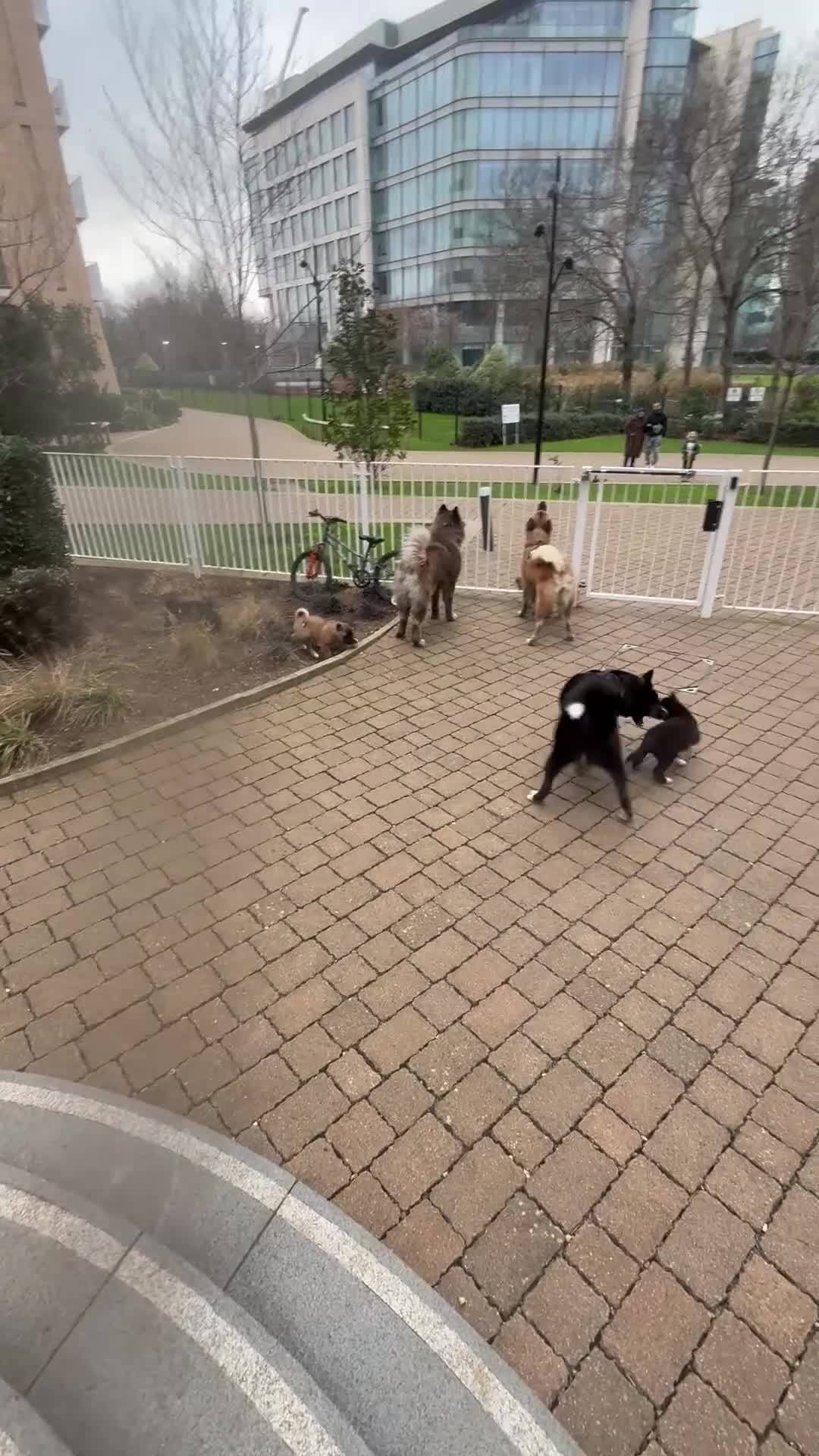 Akita dogs for sale: American Akita puppies - Video 2