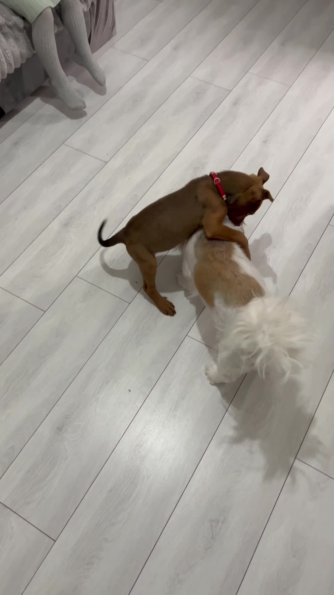 Mixed Breed dogs for sale: American Bullwiler puppy 11 weeks! - Video 2
