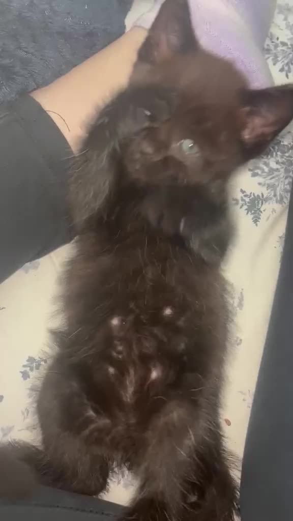 British Shorthair cats for sale: Three beautiful British shorthair kittens cross - Video 1