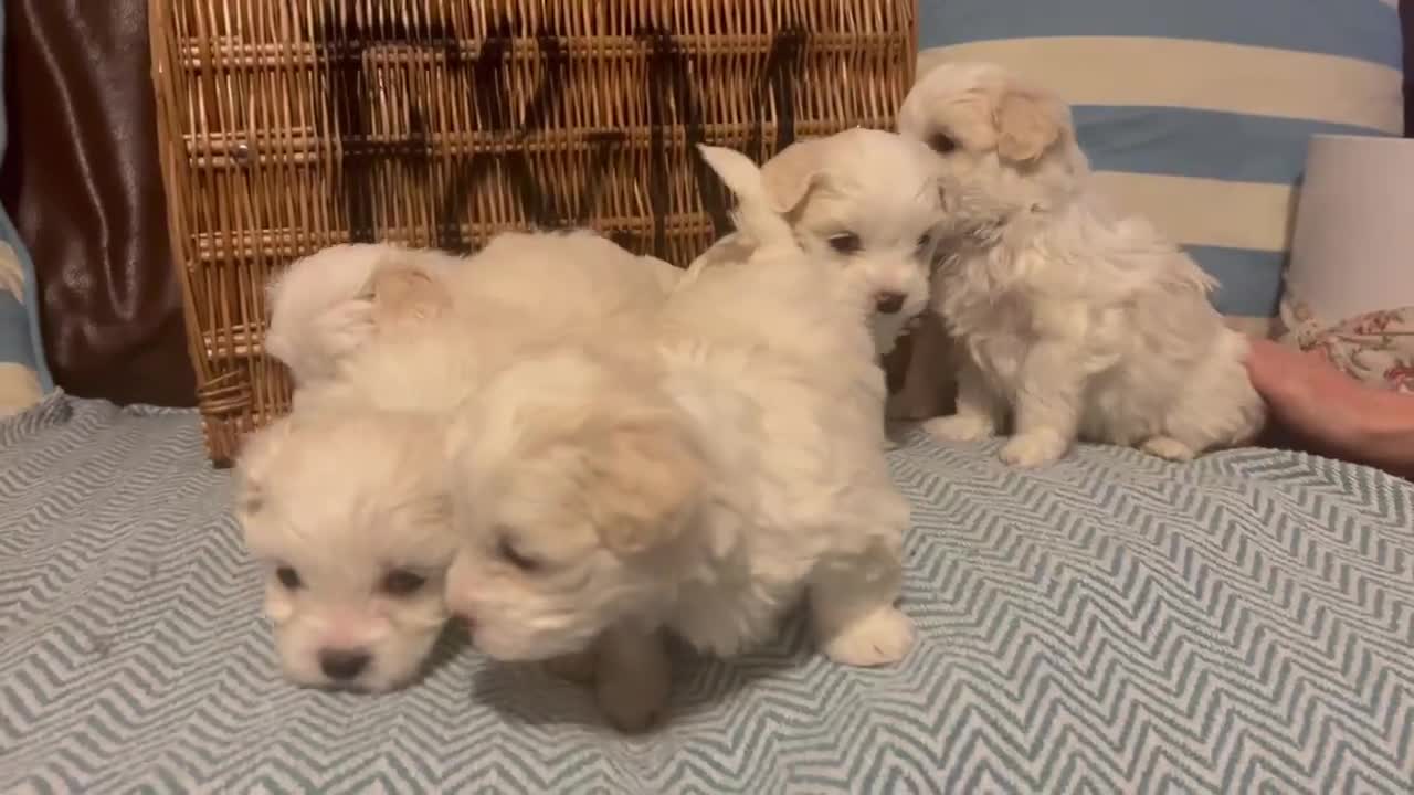 Mixed Breed dogs for sale: Cotonese puppies  - Video 2