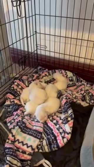 West Highland Terrier dogs for sale: West Highland Terrier Puppies Manchester - Video 1