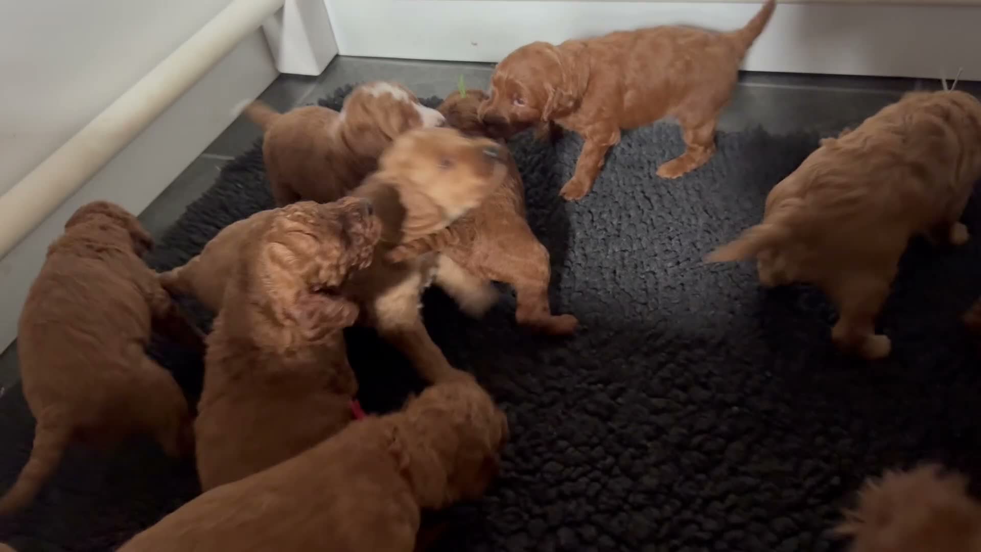 Irish Doodle dogs for sale: Mini Irish doodles - F1b - ready 15/10/26  - Video 1