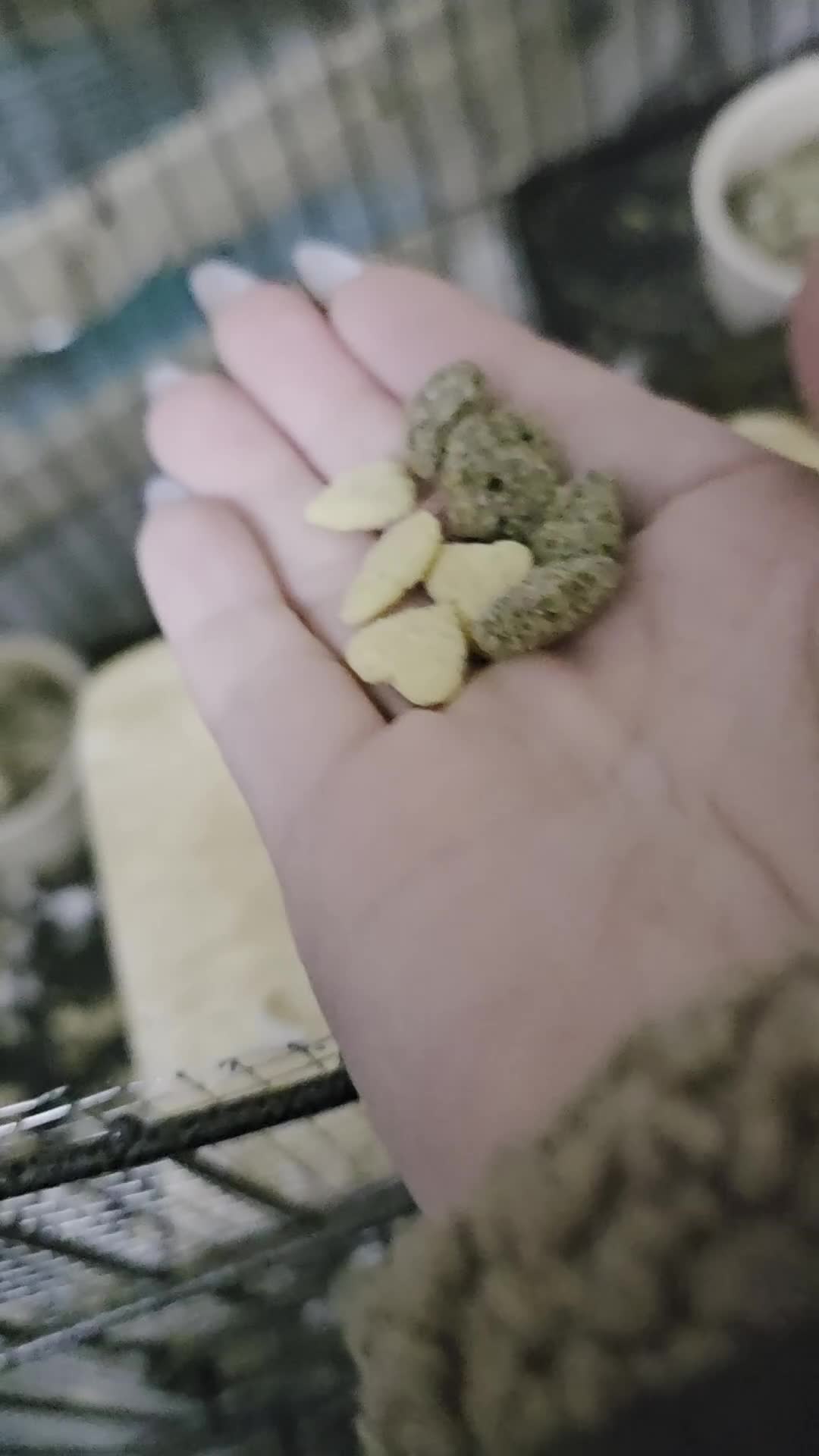 Degus rodents for sale: 3 Degus and cage looking for forever home  - Video 1