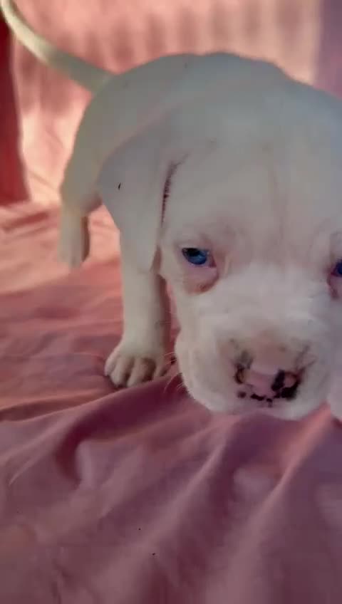 Cane Corso dogs for sale: Stunning Cane Corso Puppies for sale - Video 3