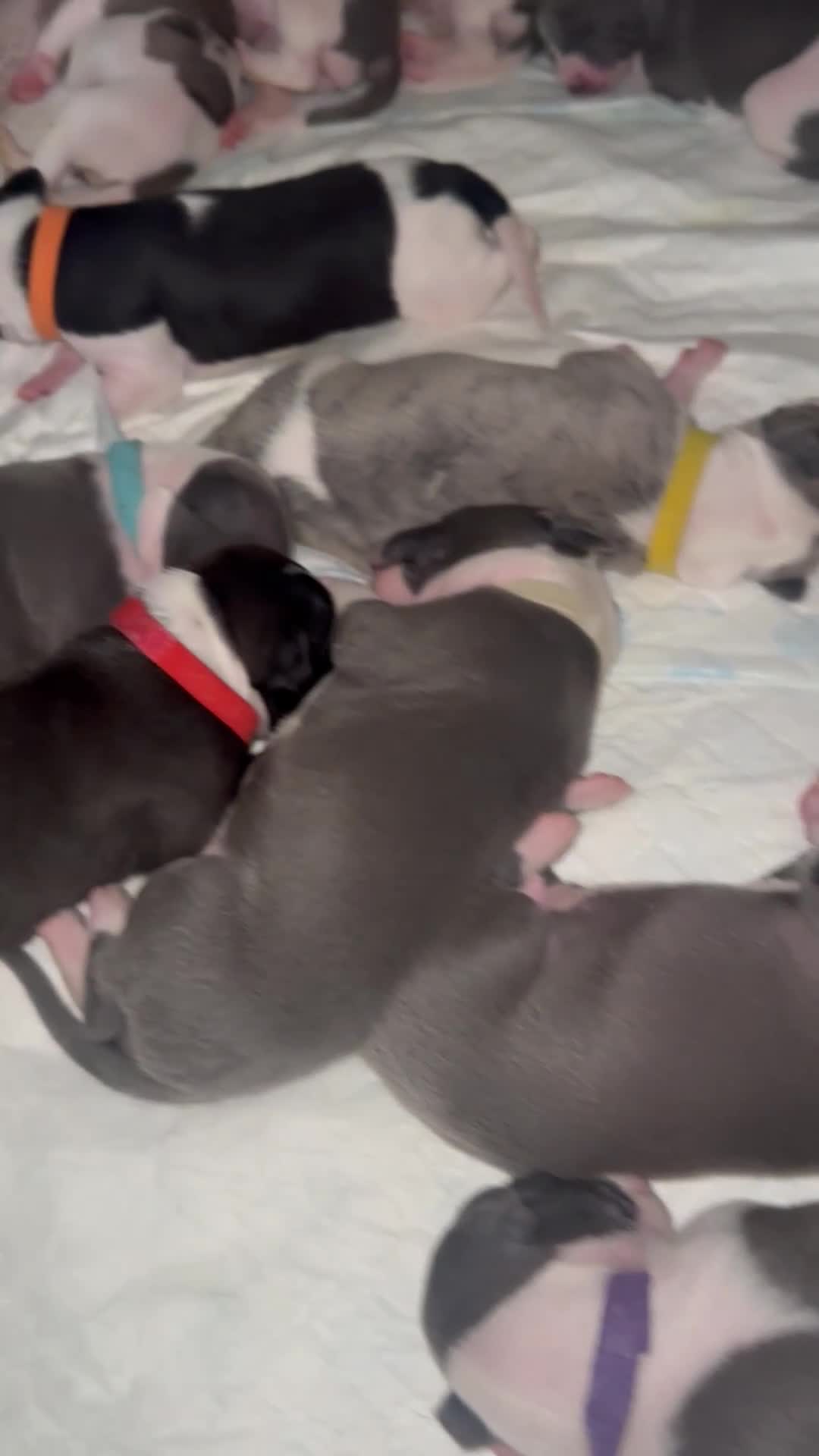 Whippet dogs for sale: Rare colours full pedigree KC Reg whippet pups  - Video 2