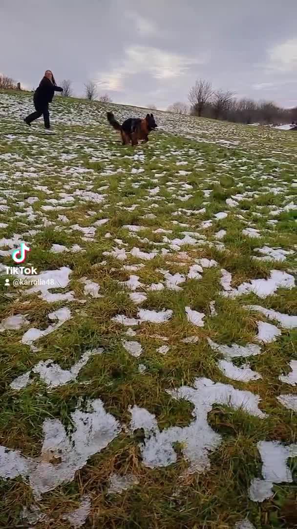 German Shepherd dogs for stud: STUD Mustang german shepherd KC  in Stoke-on-Trent - Video 4