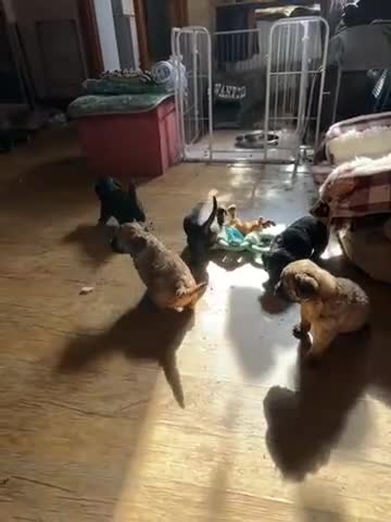 Mixed Breed dogs for sale: Jackapoo pups - Video 1