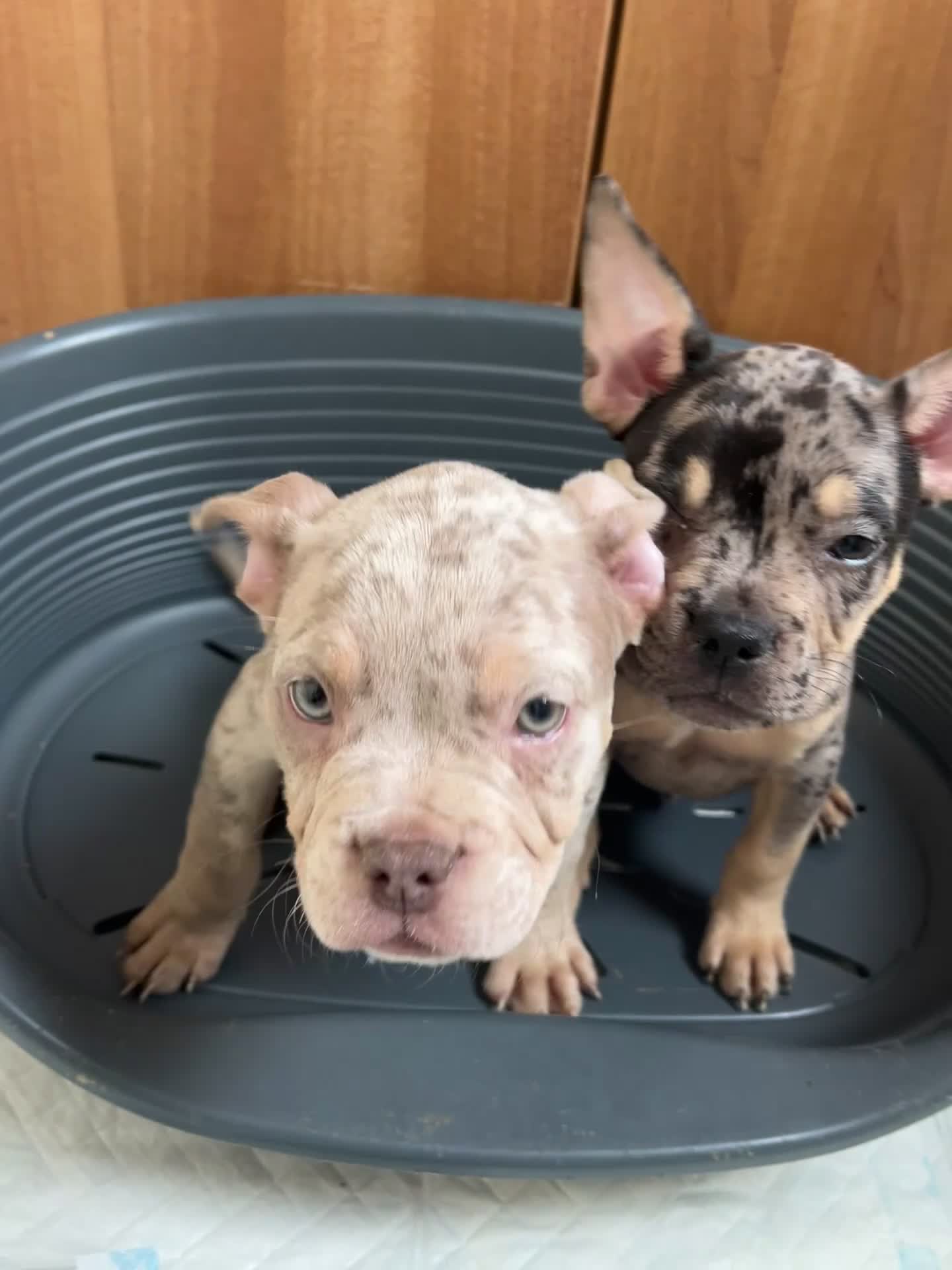Mixed Breed dogs for sale: FrenchieXPocketBully Pups - Video 2