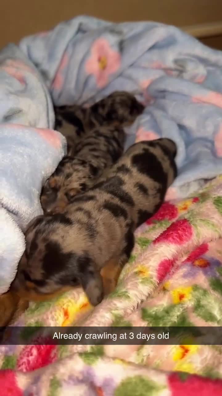 Dachshund dogs for stud: Black and Tan for stud  - Video 1