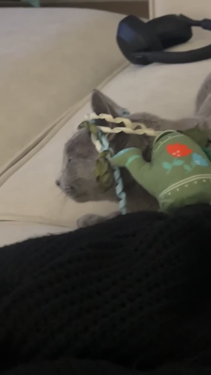 Russian Blue cats for sale: Pedigree Russian Blue GCCF Registered - Video 1