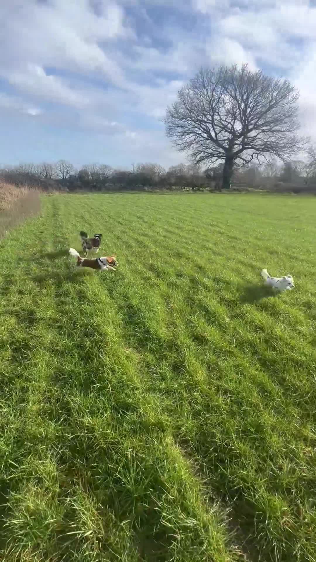 Cavachon dogs for sale: 14 month old Cavachon - Video 2