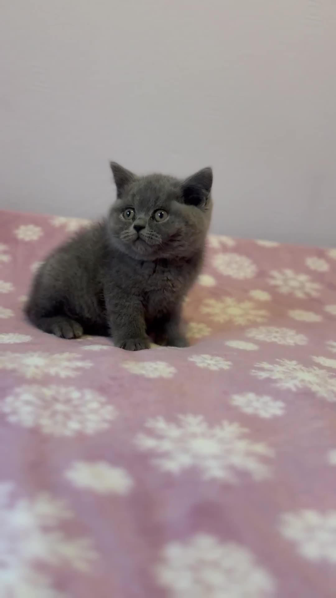 British Shorthair cats for sale: Championline British Blue kittens - Video 2