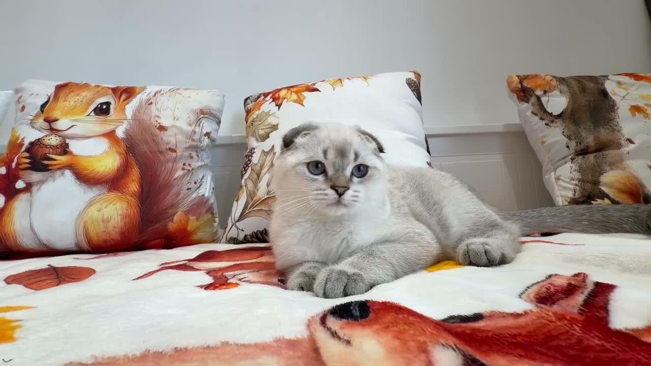 Scottish Fold cats for sale: 💙🐾 **Gorgeous Scottish Fold Boy ** - Video 2