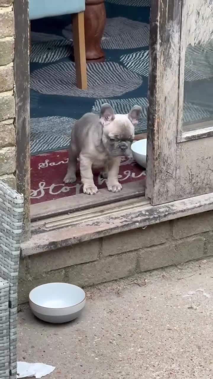 French Bulldog dogs for sale: Grey French Bulldog puppy  in Lewes - Video 1