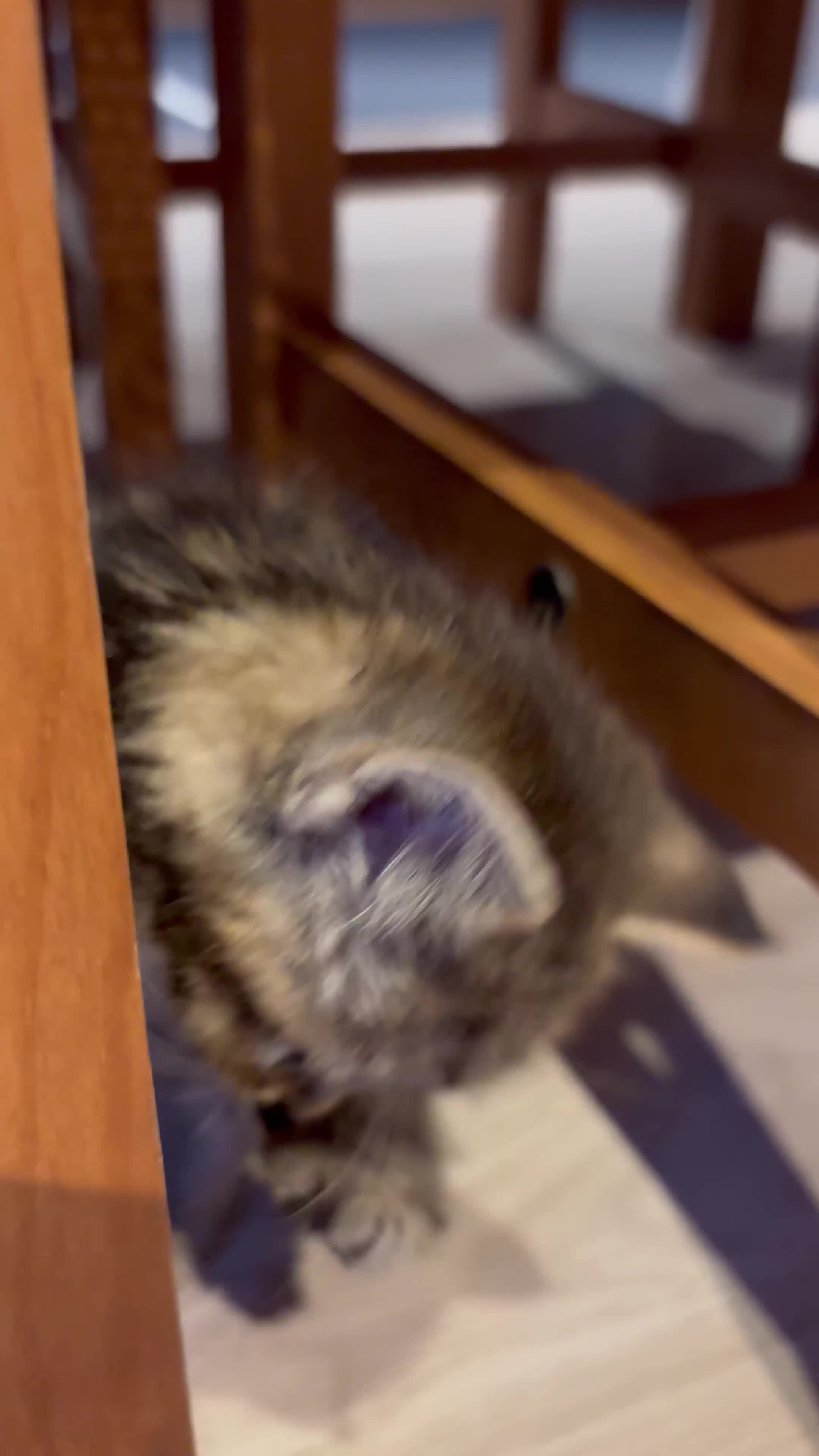 Mixed Breed cats for sale: 🐾 Beautiful 8-Week-old kitten in London - Video 1