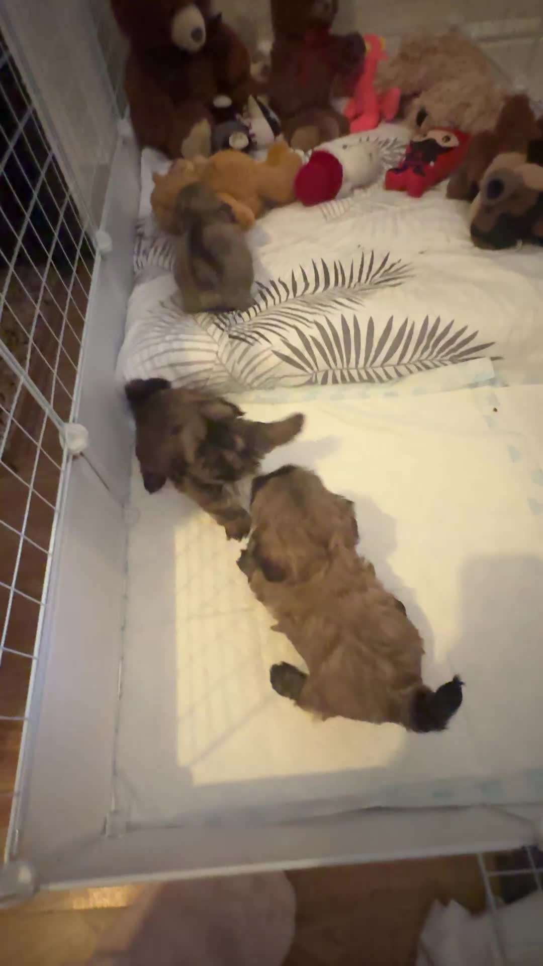 Shih Tzu dogs for sale: A girl and a boy - Video 1