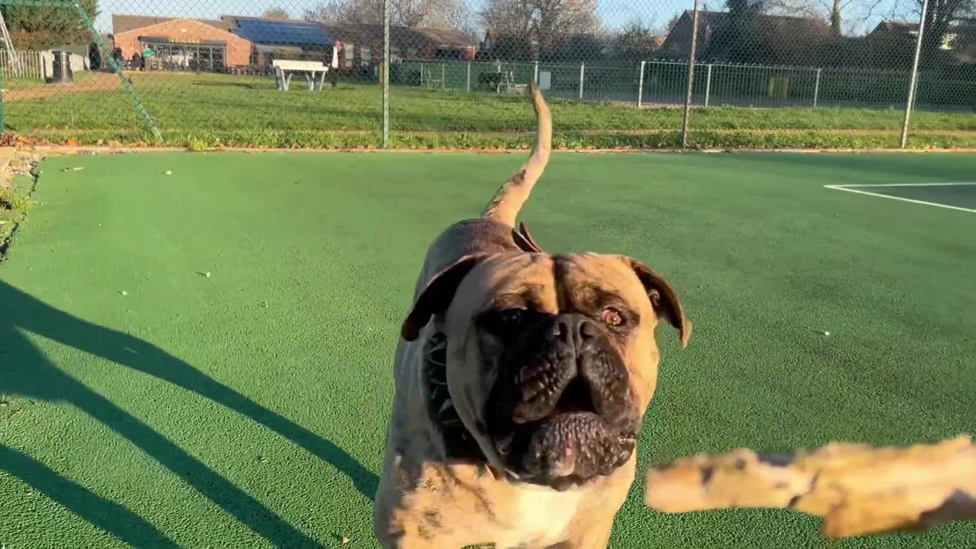 Old Tyme Bulldog dogs for sale: 19 month olde tyme bulldogge  - Video 3