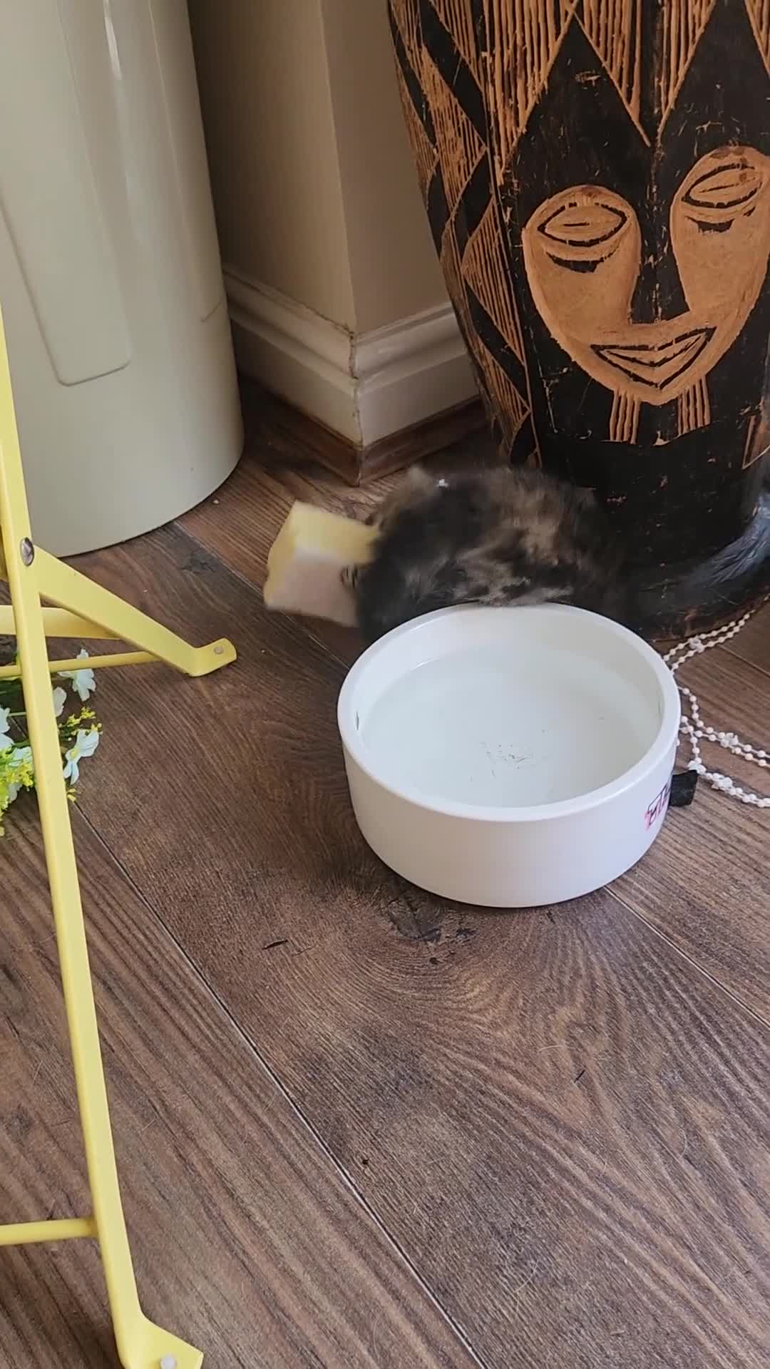Maine Coon cats for sale: REDUCED due to buyer let down   Ginger girl  - Video 2