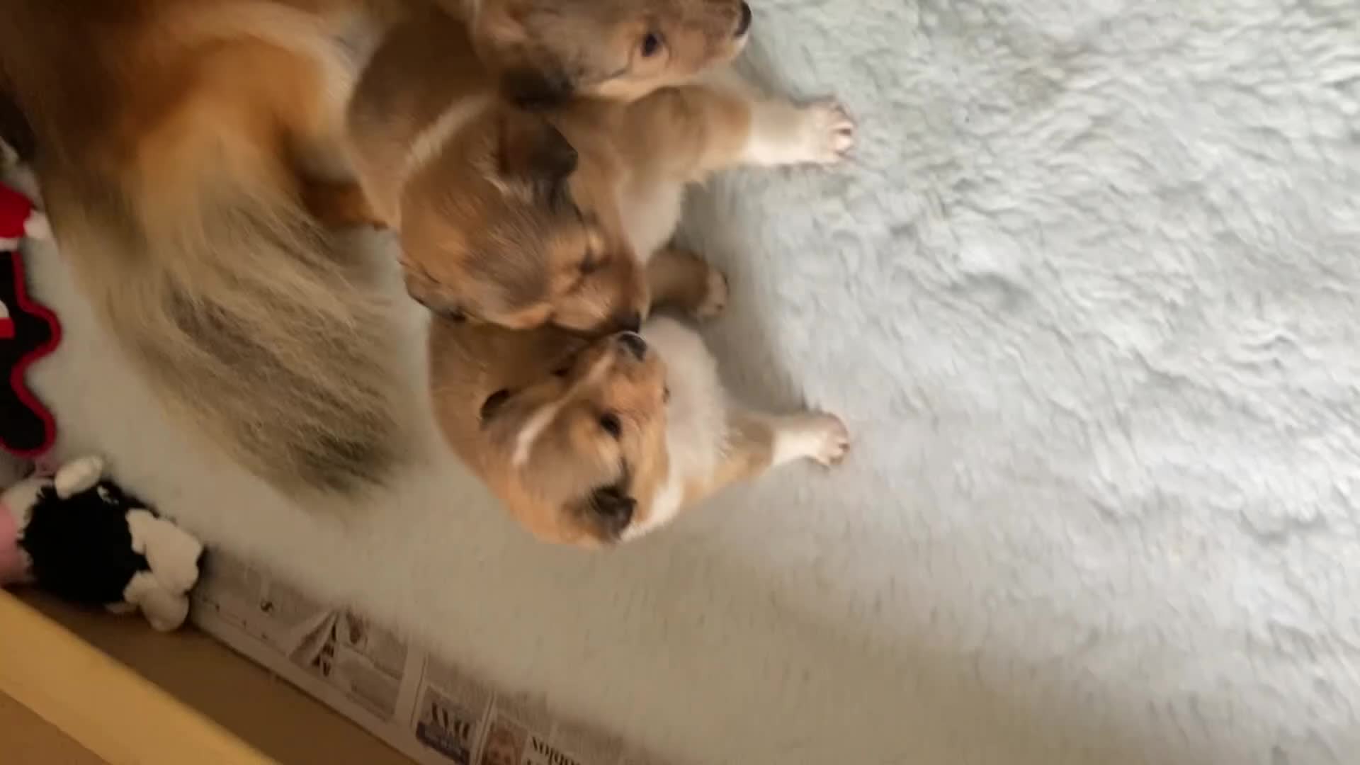 Shetland Sheepdog dogs for sale: Shetland sheepdog  in Henley-on-Thames - Video 1