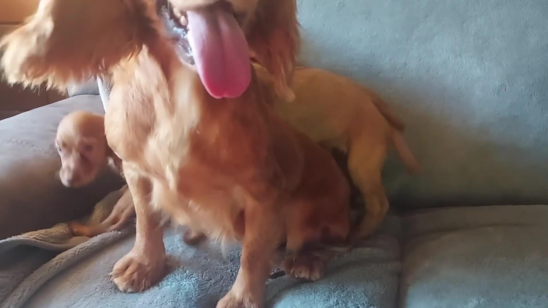Cocker Spaniel dogs for sale: Beautiful health checked cocker spaniel puppies - Video 2