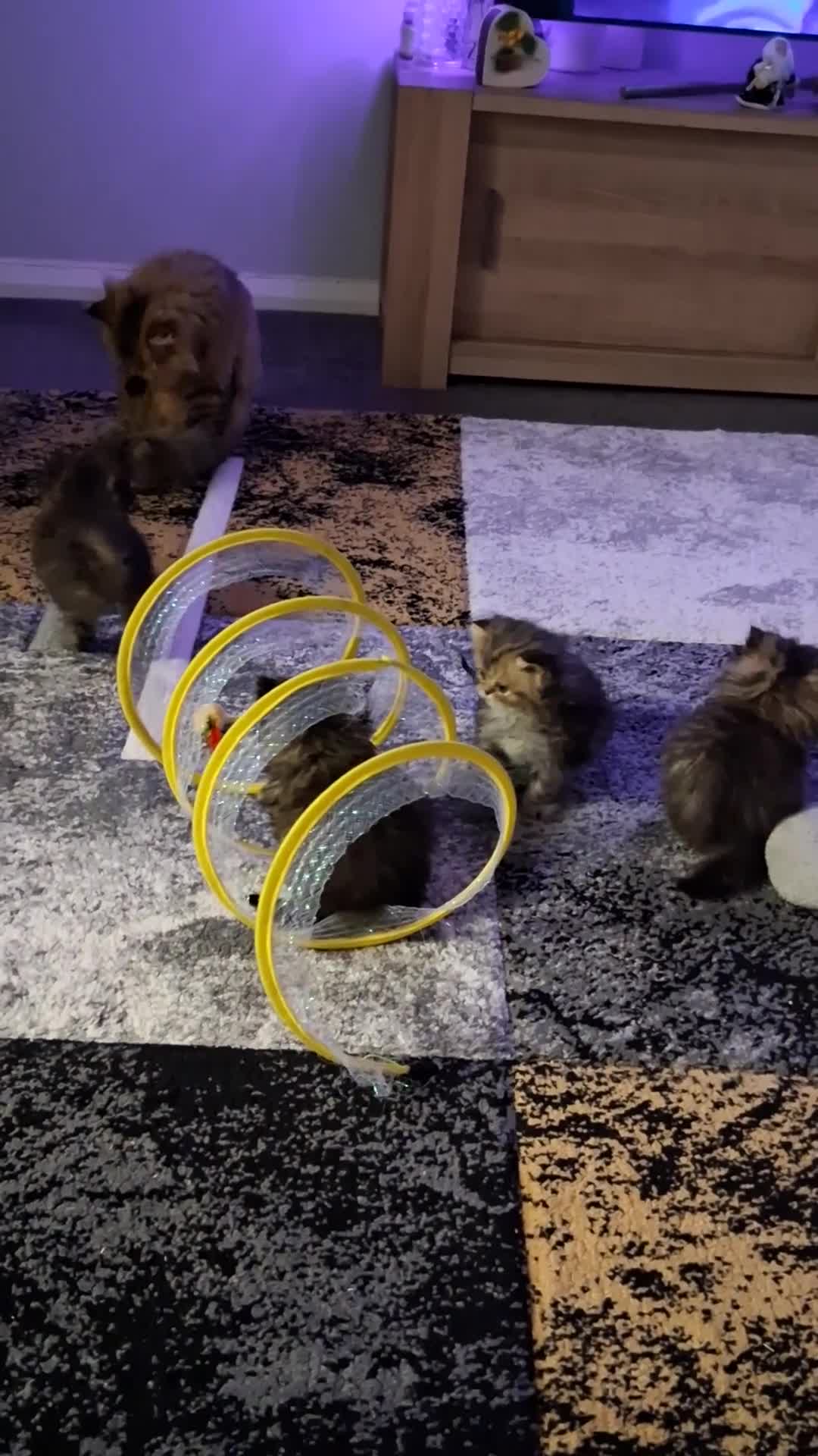 Persian cats for sale: Boys!!!!!Persian golden Chinchillas - Video 3