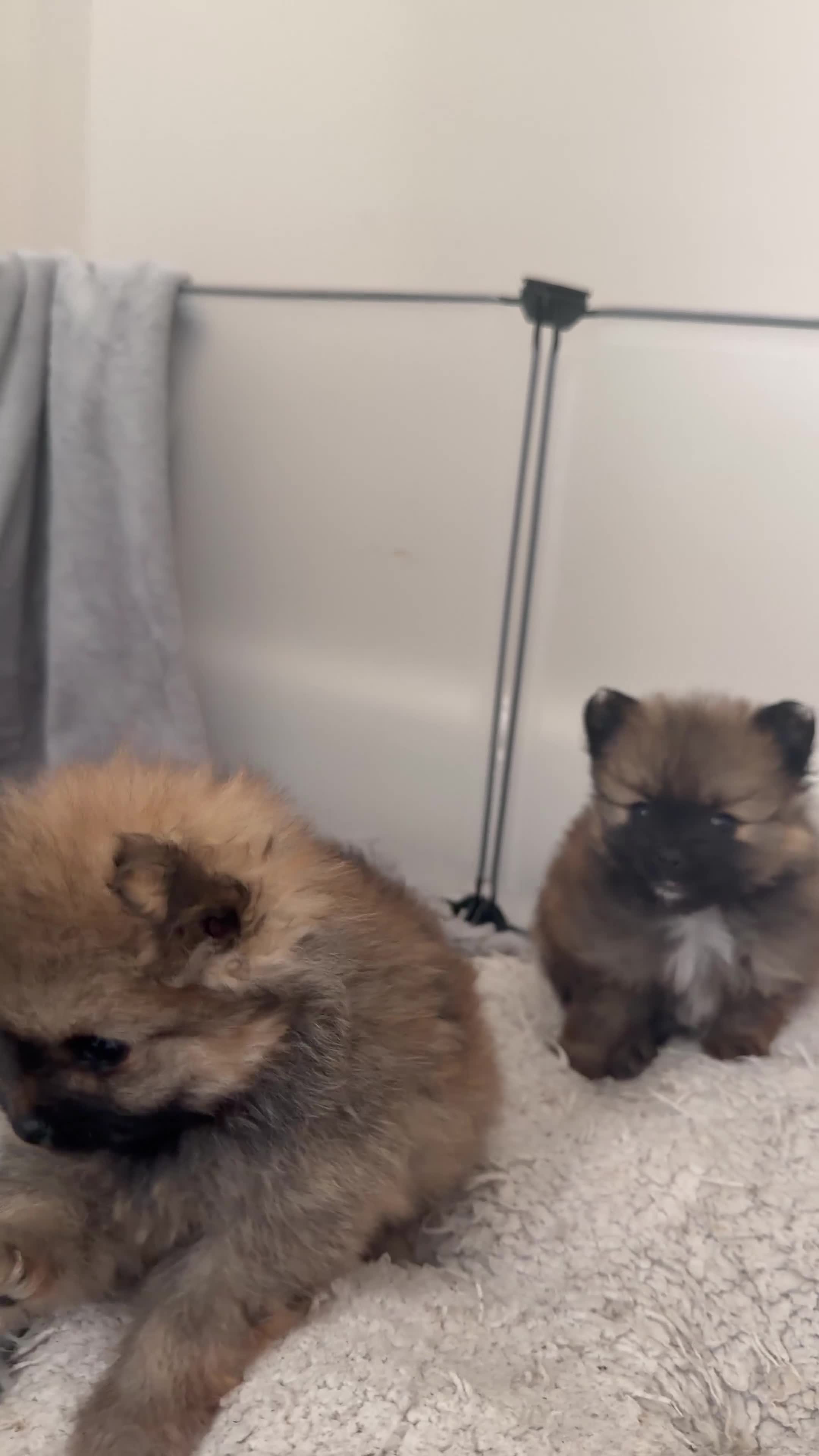 Pomeranian dogs for sale: 2 amazing males available - Video 1