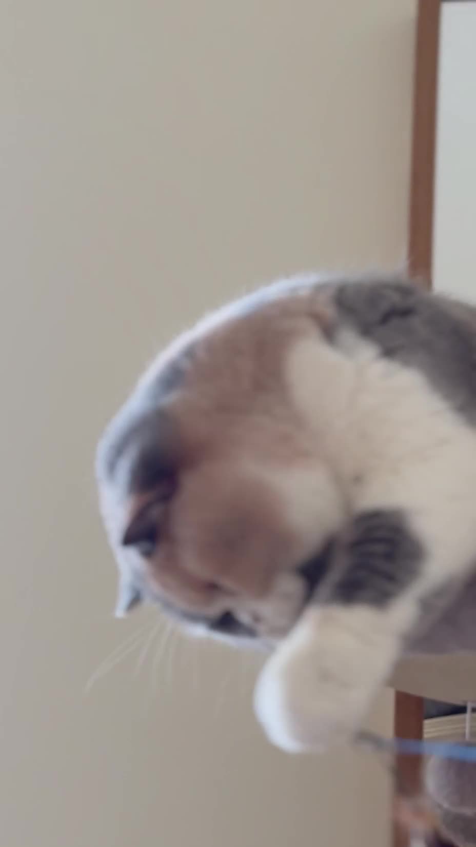 British Shorthair cats for sale: Rehome  - Video 1