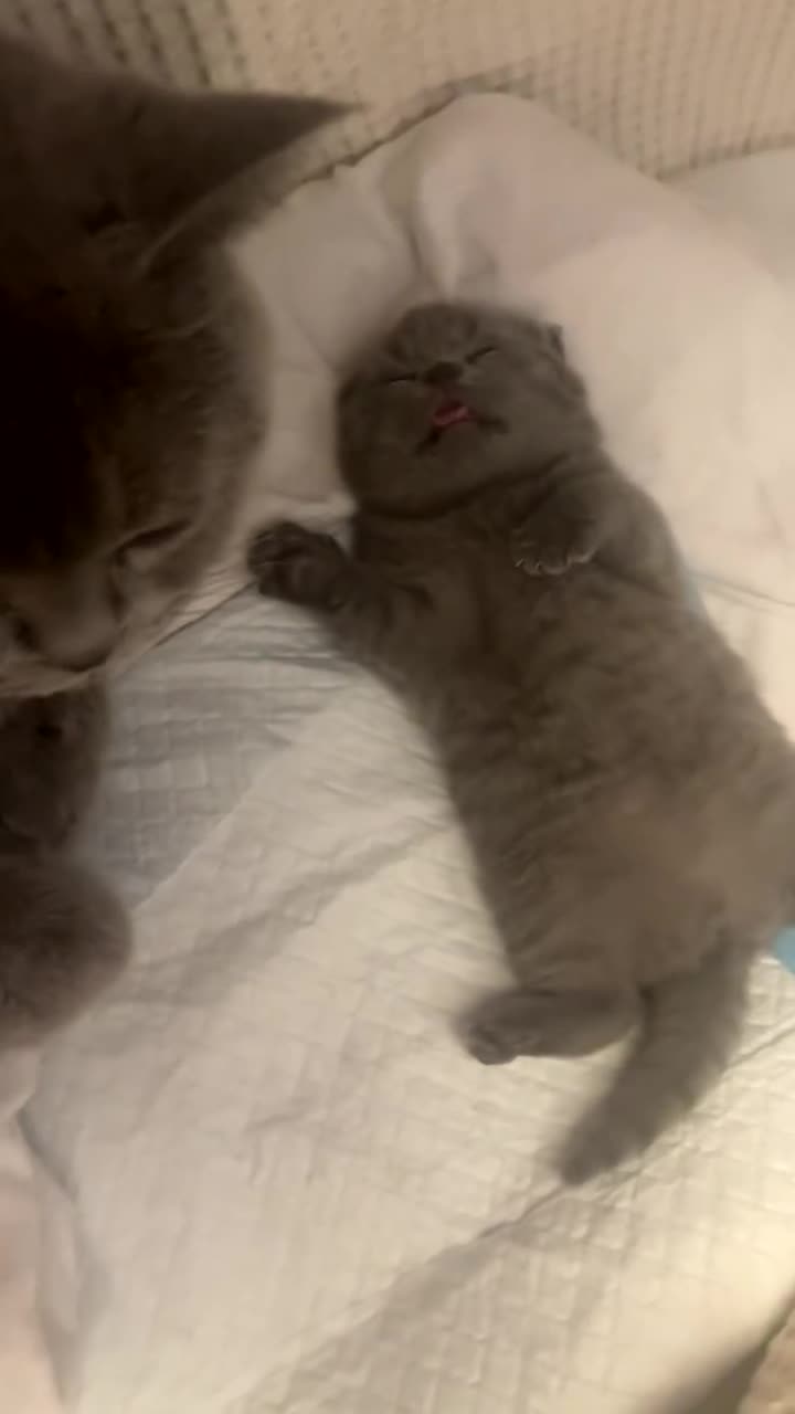 British Shorthair cats for sale: GCCF registered Champion bloodline BSH kittens - Video 3