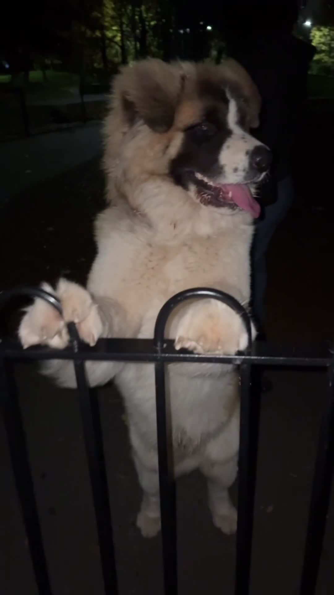Akita dogs for sale: Americqn Akita Puppies for sale in Sheffield - Video 2