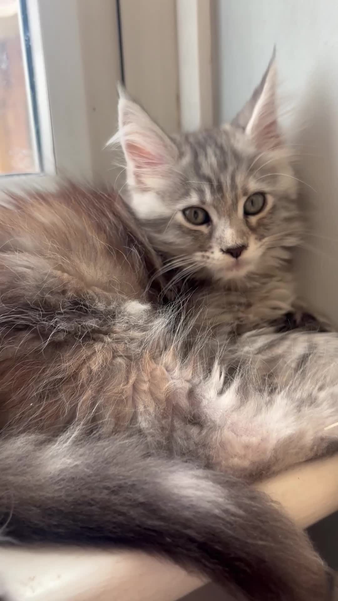 Maine Coon cats for sale: LAST GIRL AVAILABLE TICA Registered Maine Coons🩷 - Video 2